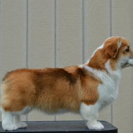 Elsa - Pembroke Welsh Corgi