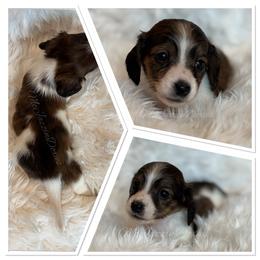 Chestnut - Piebald male Dachshund puppy in Chehalis, Washington from McJazzin Doxies
