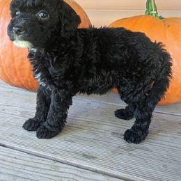 Poodle Puppies from Carltons Precious Poodles
