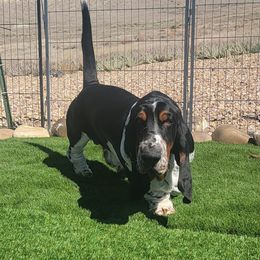 I'kaika - Basset Hound