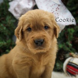 Cookie - Golden male Golden Retriever puppy in Scio, Oregon from Webb's Wold Kennels