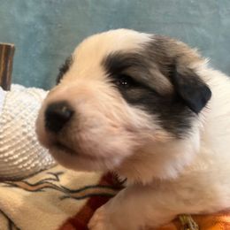 LEGEND Red collar male - White and badger male Great Pyrenees puppy in Fair Grove, Missouri from Allen Wags & Woolies