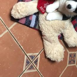 Cardigan Welsh Corgi Puppies from Heart & Soul Corgis