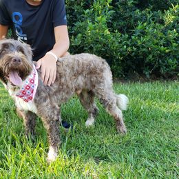 Lucky - Portuguese Water Dog