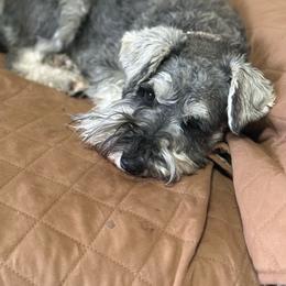 Olivia - Miniature Schnauzer