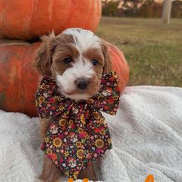Hazel - Red  female Goldendoodle puppy in Trenton, Tennessee from Pickard’s country Golden doodles