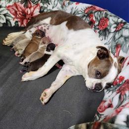 Prim - Boston Terrier