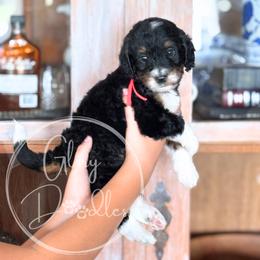 Feta - Red - Tri-color male Bernedoodle puppy in Rockwall, Texas from Glory Doodles