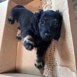 Koda -AKC Pet Only - Black and cream male Dachshund puppy in Proctor, Montana from Blue Star Dachshunds