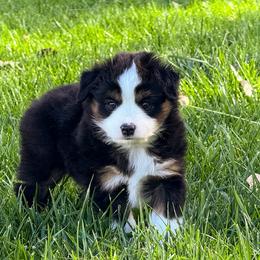 Rosemary - Black tri female Miniature Australian Shepherd puppy in Blackfoot, Idaho from Bellewynd Acres