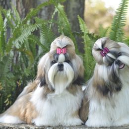 Shih Tzu Puppies from Tian Mi Shih Tzu
