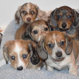 Dachshund Puppies from Desert Horizon Dachshunds