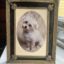 Maltipoo All Grown Up from Edna Keim