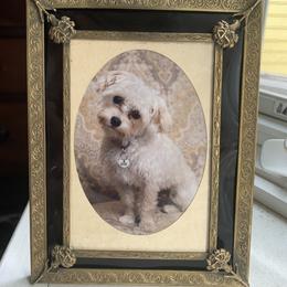 Maltipoo All Grown Up from Edna Keim