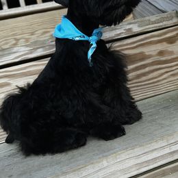 Miniature Schnauzer Puppies from Incredible_Schnauzers