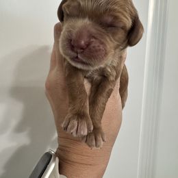Girl 1 - Red female Cockapoo puppy in Granger, Iowa from M&M Cockapoos of Iowa
