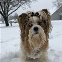Lola - Yorkshire Terrier