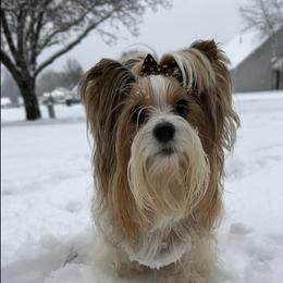 Lola - Yorkshire Terrier