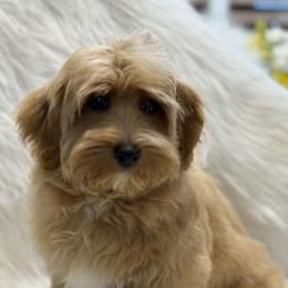 Nicky - Havanese
