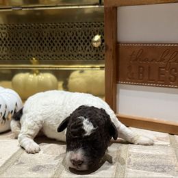 Cranberry - Brown roan female Lagotto Romagnolo puppy in Chicago, Illinois from Midwest Lagotto Romagnolo
