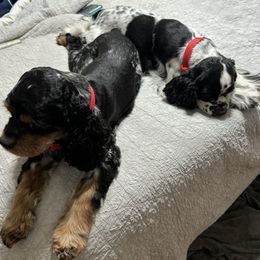 Cocker Spaniel Puppies from K&M crocker Spaniels