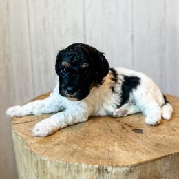 Hugo - Black tri-color male Assorted Doodle Crosses puppy in Arlington, Washington from Doodle Love Laugh