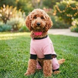 Daisy - Labradoodle