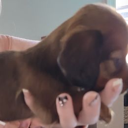 Boy 1 - Sable Dachshund puppy in Phoenix, Arizona from Jennifer's Guardian Doxies