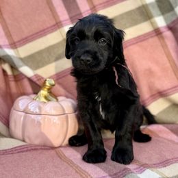 Mathlete - Black male Portuguese Water Dog puppy in Raleigh, North Carolina from Turnabout PWD