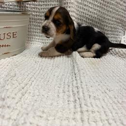 Elvis - Black brown and white male Basset Hound puppy in Osage Beach, Missouri from The Basset Boutique