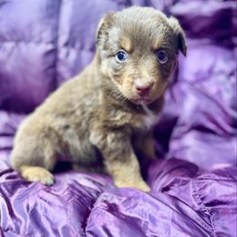 Red tri male - Red tri male Miniature Australian Shepherd puppy in Lemon Cove, California from Magic Ranch Mini Aussies