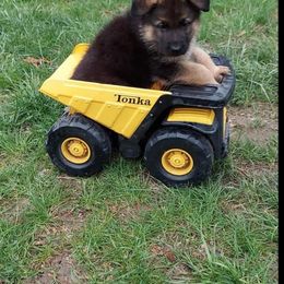 German Shepherd Puppies from Kaiser + Leyna