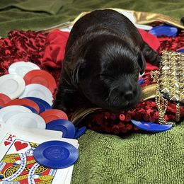 Chip - Sable male Shih Tzu puppy in Mahtomedi, Minnesota from Winona’s Legacy