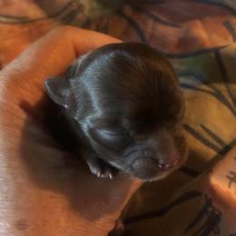 Girl 1 - Chocolate female Chihuahua puppy in Amelia, Virginia from Pannell’s Precious Pups