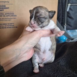 Toñito - Fawn brindled black male Chihuahua puppy in Haines City, Florida from Kassafina Kennel