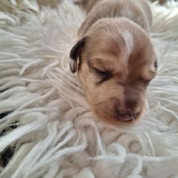 Brown and white 2 - Dapple female Dachshund puppy in Gordon, Georgia from Long Dogs Yellow Farm