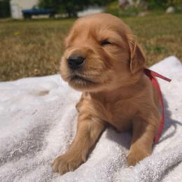 Rainier - Red collar (1st pick male) - Dark golden male Golden Retriever puppy in Tenino, Washington from Oak River Goldens'
