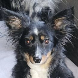 Lucy ( Goose ) - Toy Australian Shepherd