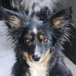 Lucy ( Goose ) - Toy Australian Shepherd