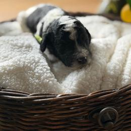 Linus - Parti male Poodle puppy in Randallstown, Maryland from Parson Standards