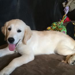 Belgian Sheepdog and Golden Retriever Puppies from Mi-Kels Belgians and Goldens