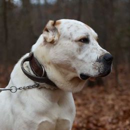 Capitan - Central Asian Shepherd Dog