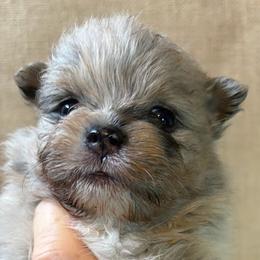 Pippin - Blue merle male Pomeranian puppy in Port Angeles, Washington from Pacific Northwest Pomeranians