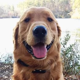 Golden Retrievers from Miller Retrievers
