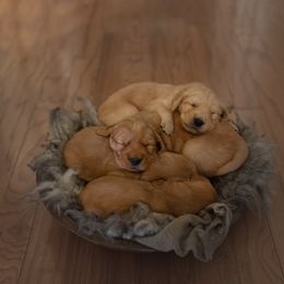 Golden Retriever Puppies from Singing Dog Farm