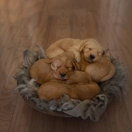 Golden Retriever Puppies from Singing Dog Farm