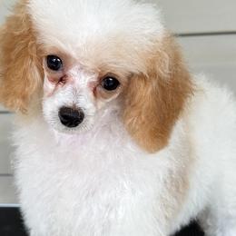 Aussiedoodles, Australian Shepherds, Maltese, and Poodles from Mountaintop Paws