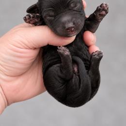 Bram - Black and tan male Dachshund puppy in Riverton, Wyoming from Wild Rose Ridge Doxies