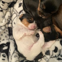 Yorkshire Terrier puppies from The Yorkie Playpen