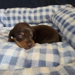 Bo - Chocolate and tan male Dachshund puppy in Cowen, West Virginia from Bennett Babies